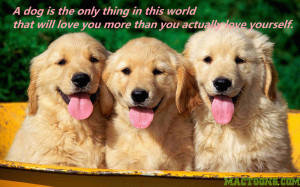 golden-retriever-puppies-in-the-basket-with-quote