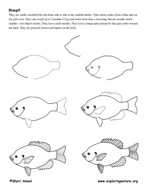 Draw ocean animals Draw ocean animals