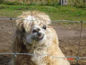 Funny Llama pictures for desktop