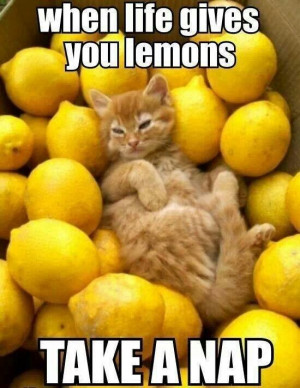 life gives a cat lemons grumpy cat life alert