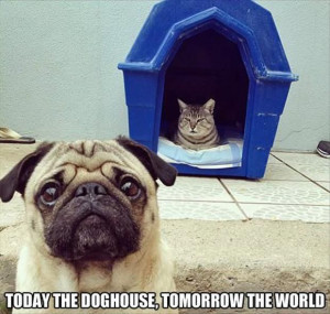 Dump A Day Attack Of The Funny Cats - 40 Pics