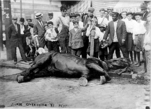 Jacob Riis How The Other Half Lives Horses and other animals