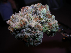 purplekush-purple-kush-medical-marijuana-weed-strains-mmj-thcf.jpg