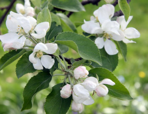 Apple Blossom