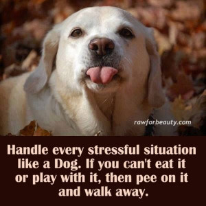 Handle stressful situations like a Dog...
