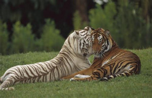 ... category tiger downloads 1321 tags tiger animal wild hd views 1524