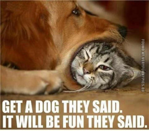 Funny Pictures | quotes animals | Get a dog they said