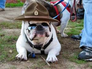 Funny Bulldog | Facts & Latest Pictures