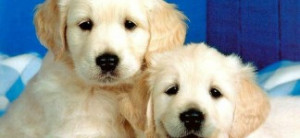 ... Inspirational Quotes about Dogs: Dog Puppies With Inspirational Quote