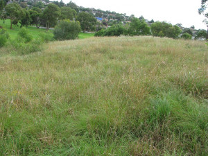 Strathnaver grassland