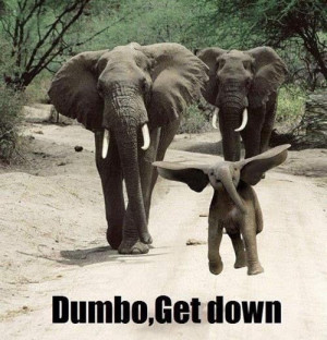 Come back, Dumbo!
