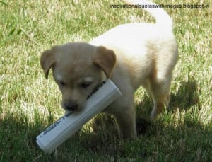 ... | boxer puppies | Bulldog | Golden retriever | pictures of puppies
