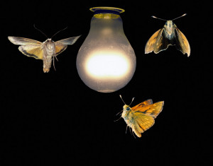 Moth are common creatures that experience the same positive photoaxis.
