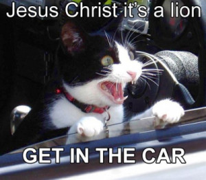 Funny Cats Quote - cats Photo