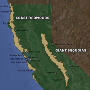 Giant Redwood Forest California Map