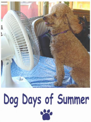 Blotch Dog Days of Summer