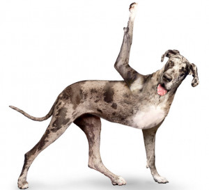 The calm steadiness of the senses is called yoga. Then one should ...