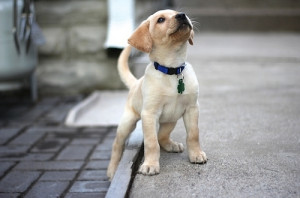 blonde, cute, dog, doggy, puppy