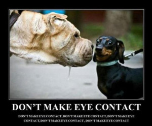 Don't Make Eye Contact Dog