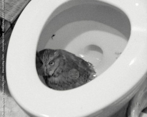: [url=http://funny.desivalley.com/the-rare-toilet-bowl-owl-funny ...
