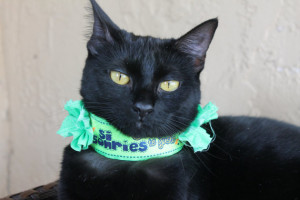 Flirty Quote Cat Collar in Neon Green with Flowers in Spanish