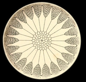 Ernst Haeckel - Kunstformen der Natur