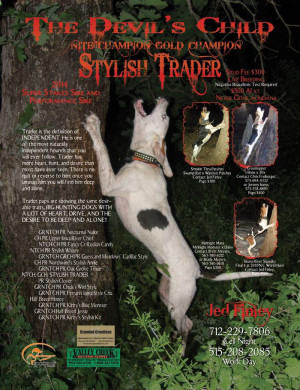 stylish or half breed trader