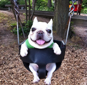 Funny French Bulldog