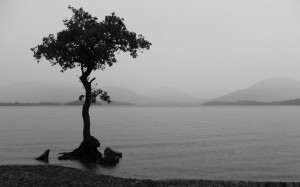 Full View and Download Tree In Water Black And White Wallpaper with ...
