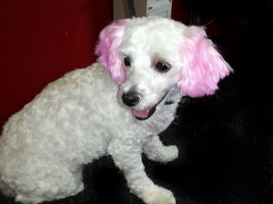 Call Animal kingdom at 701-222-2260 for a price quote and appointment ...