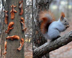 Squirrel Family meeting vs squirrel alone time