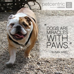 inspirational quotes? Visit our Pinterest page for more pet quotes ...