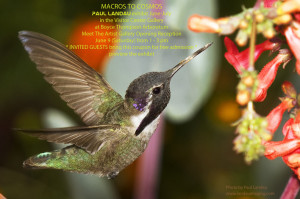 quotes hummingbirds