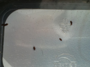 Small Tiny Black Flying Bugs