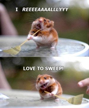 funny-hamster-loves-to-sweep.jpg