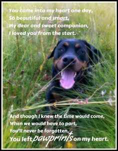 Rottweiler Quotes