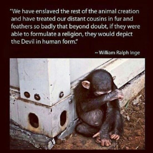 Stop animal cruelty