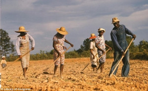 Heads bowed: This 1941 photograph shows workers chopping cotton on ...