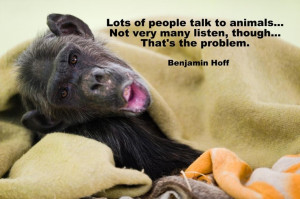 Animal quote by Benjamin Hoff. Photo: Chimpanzee Freddy at AAP rescue ...