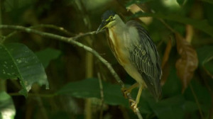 Striated Heron Washing Oneself Amazon Rainforest Amazonia Branch