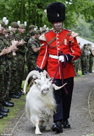 guard of honour: The retiring goat, wearing full ceremonial dress, is ...