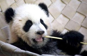 baby panda