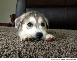Little husky puppy | Funny Pictures, Funny Quotes – Photos, Quotes ...