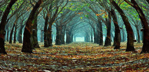 study material for ipcc from icai download