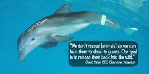 dolphin tale