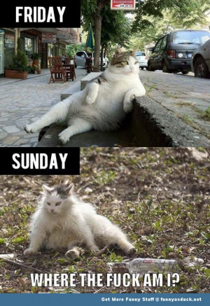 drunk cat weekend lolcat animal meme funny pics pictures pic picture ...