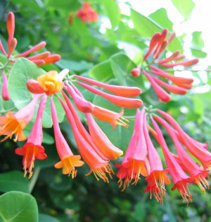 Honeysuckle Quotes Dreams