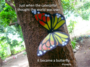 Here are the images with butterfly-related quotes and lessons: