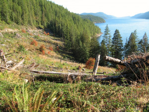 logging road and slash overlooking powell lake logging roads cross