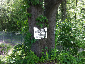 Trees are a bit like Honey Badgers they don't care they will just grow ...